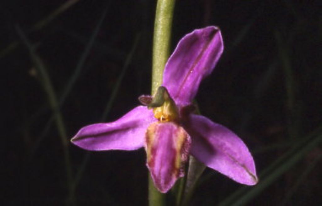 ophrys di cervia